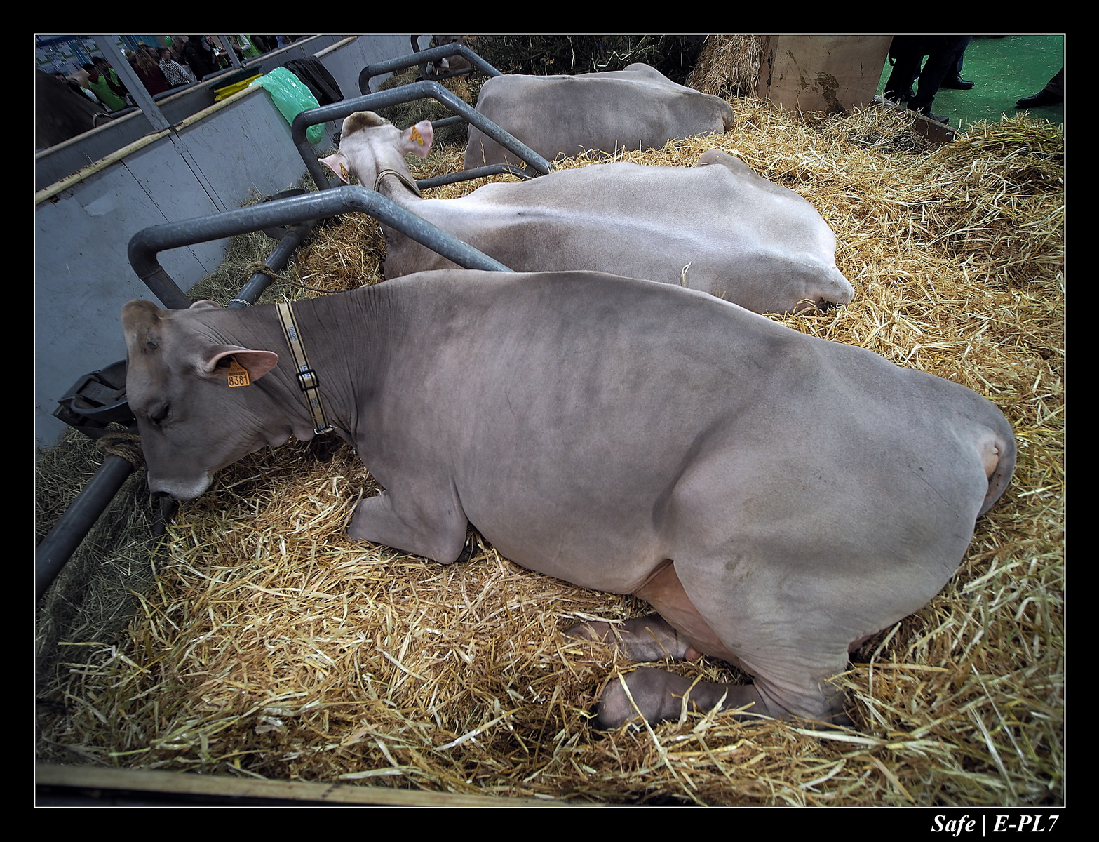 2020 - 02 - Salon agriculture 63